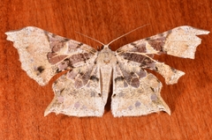 Krananda semihyalina