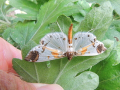 Polythlipta liquidalis