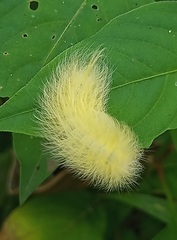 Apatelodes torrefacta