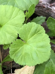 Pelargonium australe