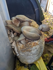 Pleurotus ostreatus
