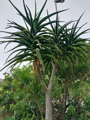 Aloidendron barberae
