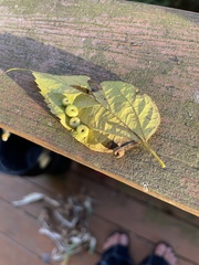Pachypsylla