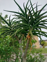 Aloidendron barberae
