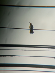 Anthracothorax nigricollis