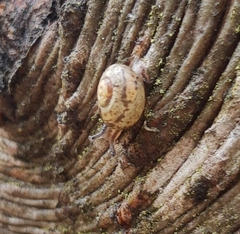 Fruticicola fruticum