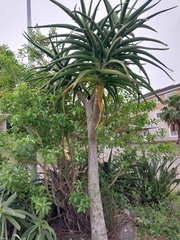 Aloidendron barberae