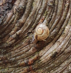 Fruticicola fruticum