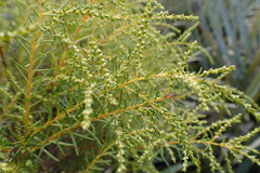 Brunia africana