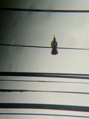 Anthracothorax nigricollis