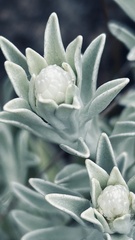 Syncarpha argyropsis