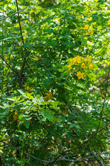 Senna pendula glabrata