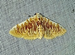 Polygrammodes sanguinalis