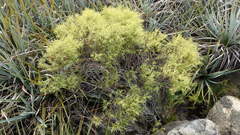 Brunia africana