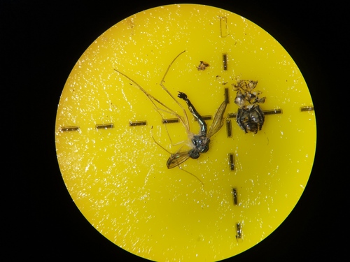 Sciapus platypterus, 9261 Eastermar, Netherlands, photo 7 of 10