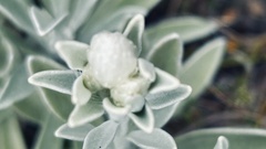 Syncarpha argyropsis