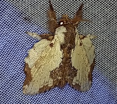 Euglyphis braganzoides