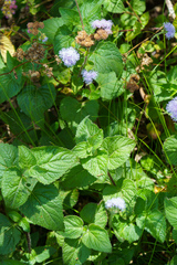 Ageratum houstonianum
