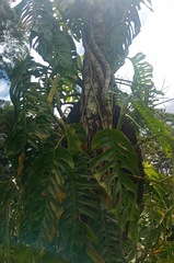 Monstera adansonii