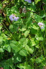 Ageratum houstonianum