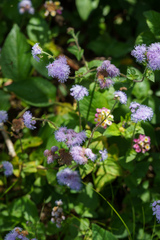 Ageratum houstonianum