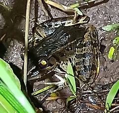 Lithobates brownorum