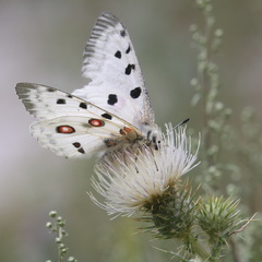 Parnassius apollo