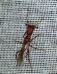 Odontomachus haematodus