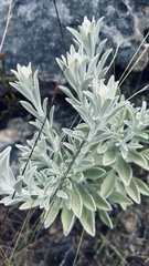 Syncarpha argyropsis