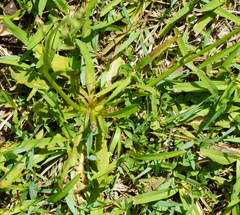 Hypochaeris albiflora