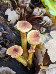 Hypholoma lateritium