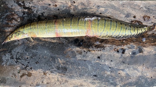 Burmese spiny eel (Macrognathus zebrinus) — Mastacembelidae
