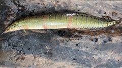 Macrognathus zebrinus