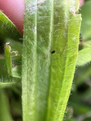 Halotydeus destructor