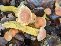 Hypholoma lateritium