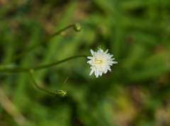 Hypochaeris albiflora
