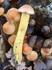 Hypholoma lateritium