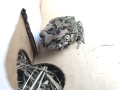 Sclerophrys capensis