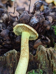 Hypholoma lateritium