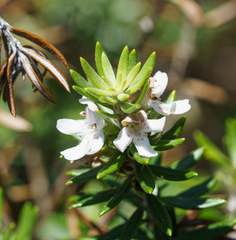 Westringia fruticosa
