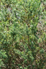 Westringia fruticosa