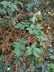 Rubus