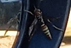 Polistes exclamans