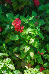 Pentas lanceolata
