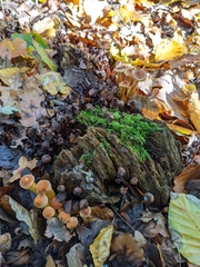 Hypholoma lateritium