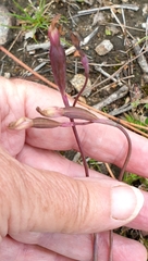 Thelymitra rubra