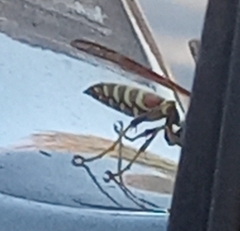 Polistes exclamans