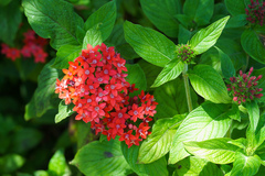 Pentas lanceolata