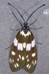 Eterusia aedea