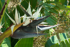 Strelitzia nicolai